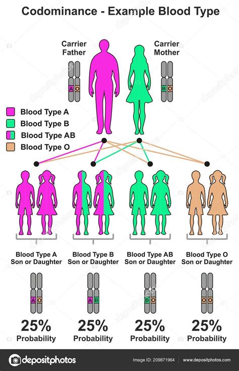 Codominance Example Blood Type Infographic Diagram Including Parents