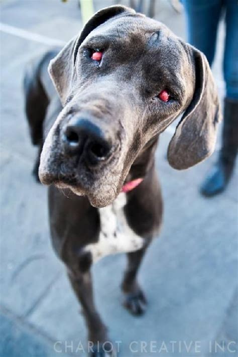 The dames took over when the founders of great creatures decided to retire. Adopt Nora on | Great dane dogs, Pets, Dogs