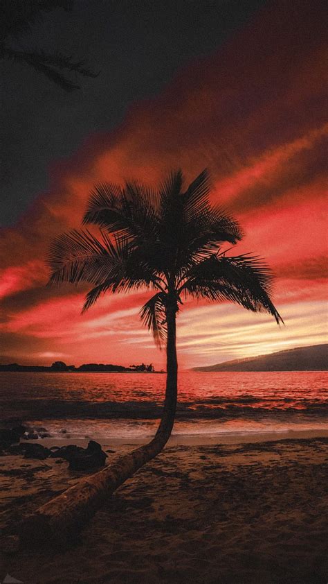 Palm Tree Beach Beaches Landscape Palm Palms Sunset Sunsets