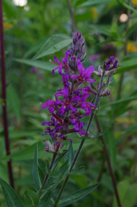 Or by individuals anticipating an impending death; wild flower, can't remember the name | Wild flowers ...