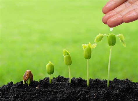 The Abc Of Sowing Seeds For Successful Seed Growth