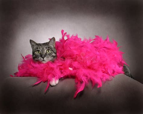 Fancy Cat Stock Image Image Of Beautiful Cute Funny 9198019