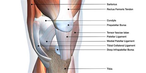 Inferior gluteal nerve (l5, s1, s2) function: Ligaments vs Tendons: What's the Difference? | The ...