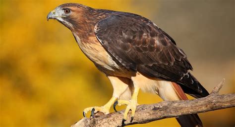 16 Types Of Hawks Found In The United States 2021 Bird Watching Hq