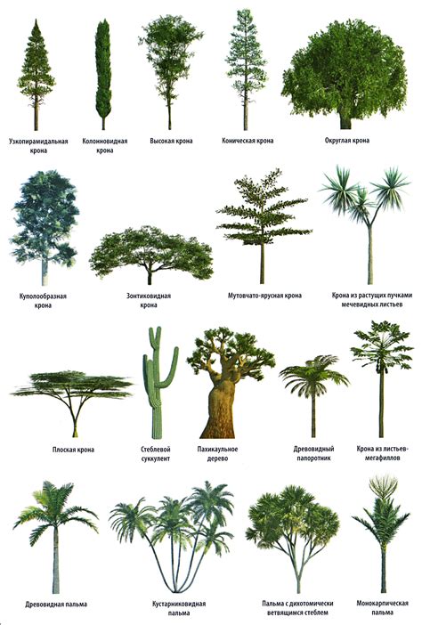 Разные Виды Деревьев Картинки Telegraph