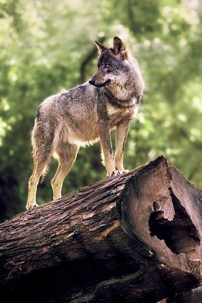 250 Wolf Prowl Stock Photos Pictures And Royalty Free Images Istock