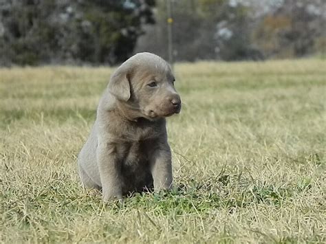 Silver labs are controversial in the labrador breeding community. Light Silver Labs - Silver Labs for Sale - Breeder of ...