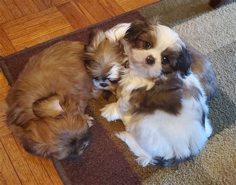 Puppies range in ages from 8 weeks to 6 months. Shih Tzu Puppies For Sale | Lapeer, MI #325895 | Petzlover