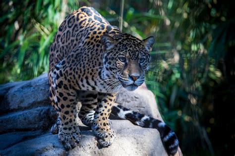 Wallpaper Jaguar Wild Cat Predator Muzzle 2048x1365 Wallhaven