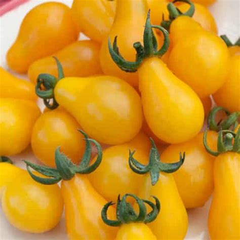 Tomate Cerise Poire Jaune Jardinerie Ferriere Fleurs