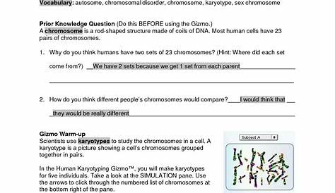 Human Karyotype Worksheet Answers