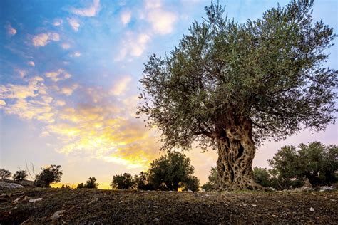 Olive Tree The Mediterranean Tree In Your Garden Plantura