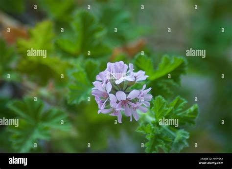 Australian Native Flora Stock Photo Alamy
