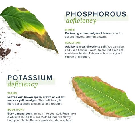 Potassium Deficiency In Plants