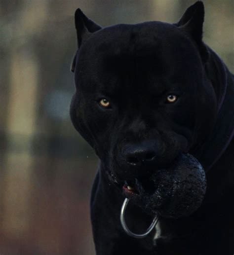 Pin By Misha Genesis On Hounds Scary Dogs Black Pitbull Pretty Dogs