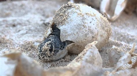 Baby Sea Turtle Hatching Youtube