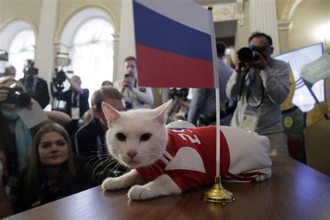 achilles the cat predicts russian victory at world cup opening match india tv