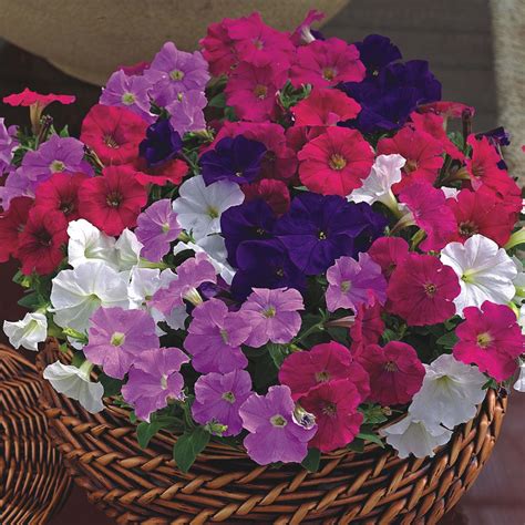 Petunia Hybrida Capella Cherry Vanilla Variété Compacte à Fleurs