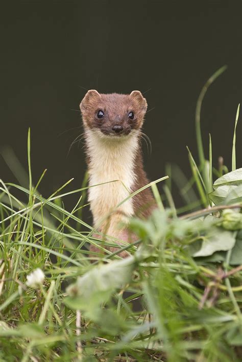 144 Best Ermine And Weasels Make Me Happy Images On Pinterest Funny