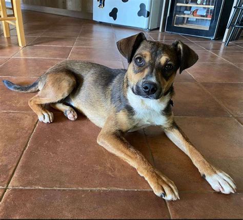 Luna 1 Year Old Female Miniature Pinscher Cross Available For Adoption