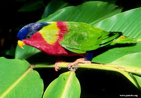 Parrot Encyclopedia Collared Lorikeet World Parrot Trust
