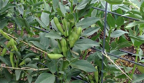 Organic Faba Beans Pawnee Buttes Seed Inc