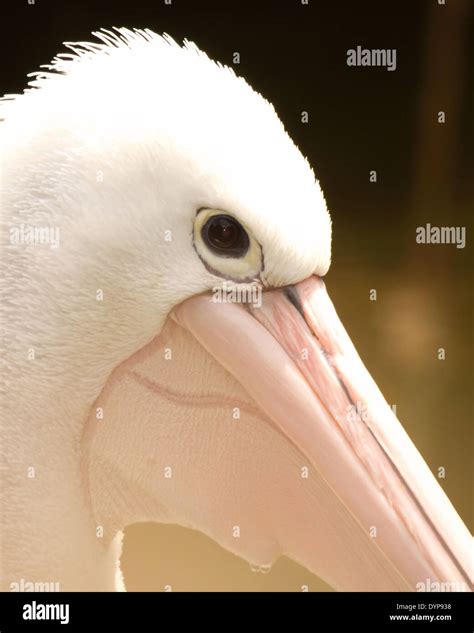 A Close Portrait Of An Australian Pelican Stock Photo Alamy