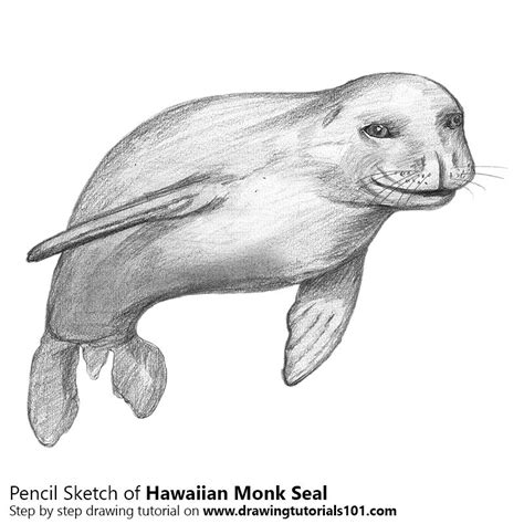 Hawaiian Monk Seal Coloring Page
