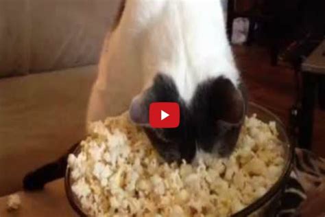 This Cats Relationship With Popcorn Is Like Nothing Ive Ever Seen