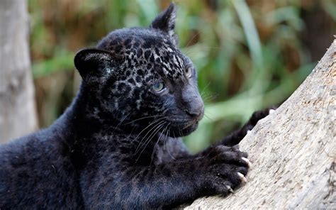 Baby Black Panther Wallpapers Top Free Baby Black Panther Backgrounds