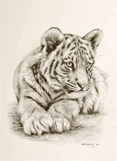 Tigercub Tiger Drawing Tiger Art Animal Drawings