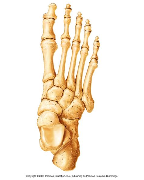 Foot Bones 1 Diagram Quizlet