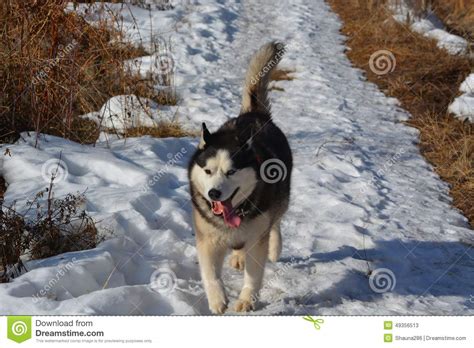 Husky Dog Running Down Trail Stock Image Image Of Legs Seasonal