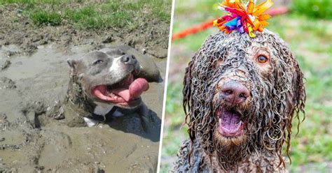 Theres Nothing Happier Than A Dog In The Mud