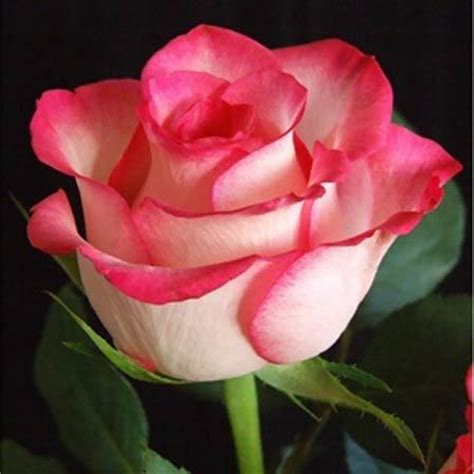 Check spelling or type a new query. 50 Most Beautiful Flowers In The World