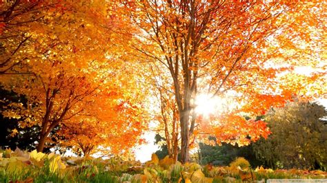 Download Golden Autumn In Park Wallpaper 1920x1080 Wallpoper 446734