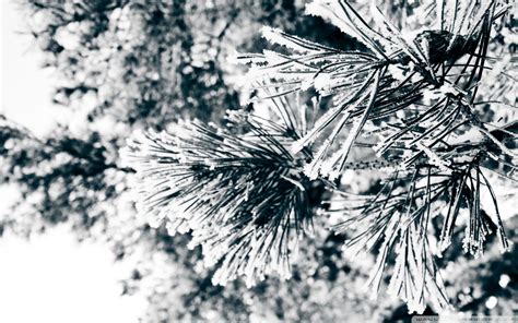 Snowy Pine Needles Ultra Hd Desktop Background Wallpaper For 4k Uhd Tv
