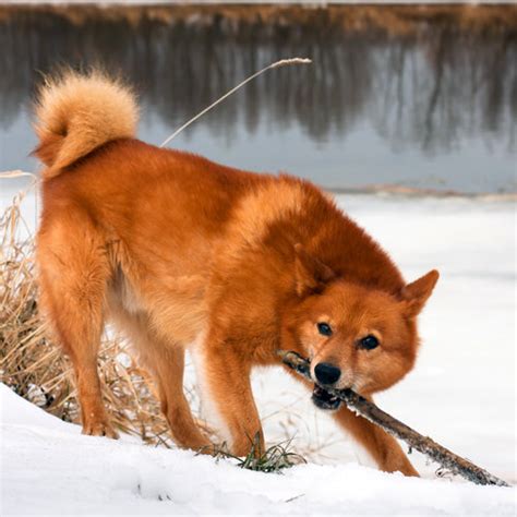 Finnish Spitz Dog Breeds
