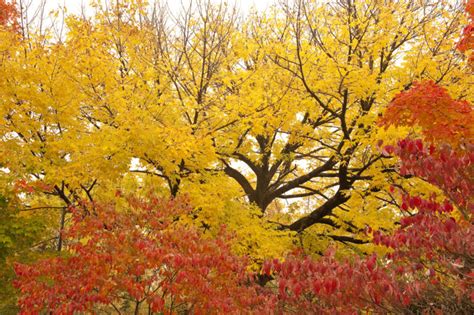 These Tennessee Trees Burst With Color Every Fall Heres How They Can