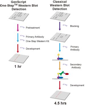 Western Blotting Flow Chart