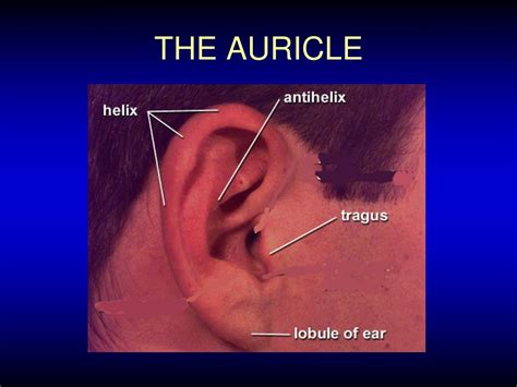 Ppt Anatomy Of Ear Anddiseases Of External Ear And Acute Otitis Media