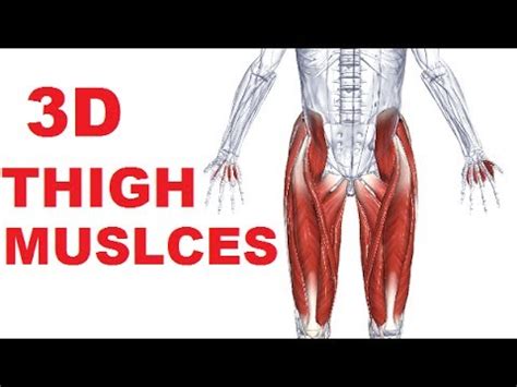 Defines upper border of lower limb. Muscles of the Thigh Part 1 - Anterior Compartment Anatomy - YouTube