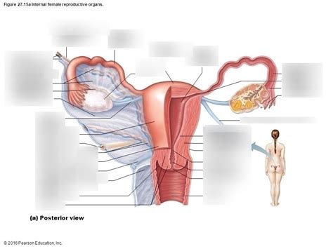 Posterior View Of Female Reproductive Organs Diagram Quizlet The Best Porn Website