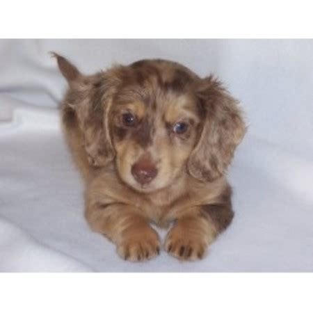 However free dachshunds are a rarity as rescues usually charge a small adoption fee to cover their expenses ($100 to $200). Ny Akc Dachshunds, Dachshund Breeder in Middletown, New York