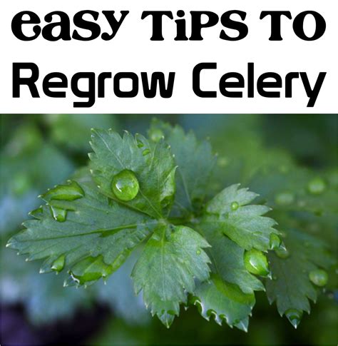 Regrow Celery From Scraps Regrow Celery Celery Plant Growing Celery