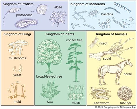 Taxonomy The Five Kingdom System Of Classification Kids