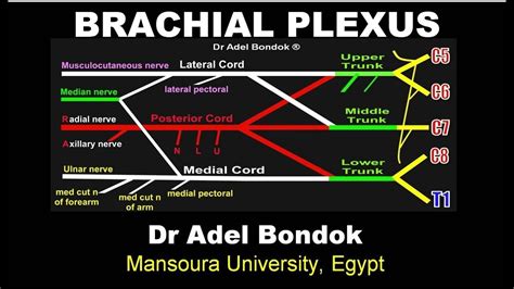 Brachial Plexus Dr Adel Bondok Youtube