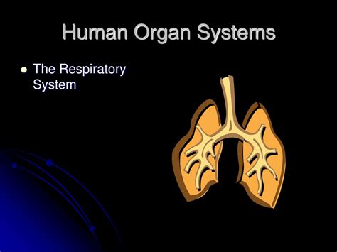 Human Organ Systems The Respiratory System Ppt Download