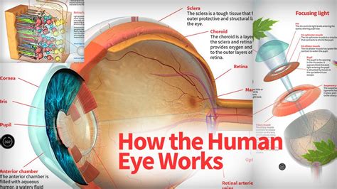 The Eye Is A Sensory Organ That Perceives Light Transforms It Into An