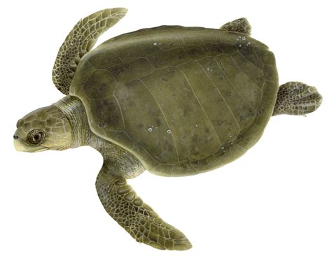 Green Turtle Png Hd Png Mart